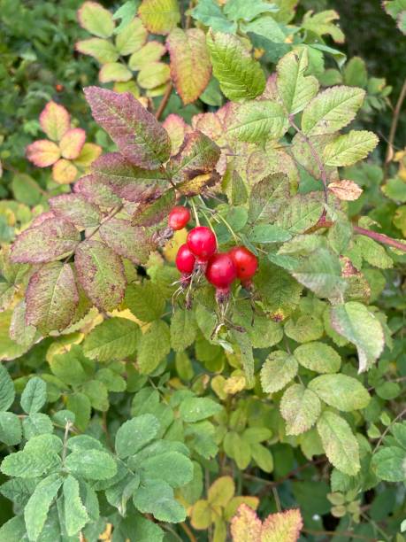 istock Berries at Discovery Park, Seattle, Washington 1719439645