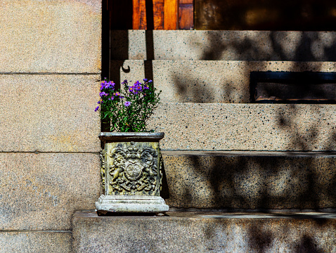 Close-up of small purple flowers in a decorative box on the stone steps of a building's entrance.