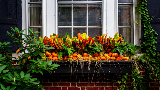 Close-up of outdoor window box under a large window, decorated with multi- colored autumn plants and foliage, including small orange pumpkins.