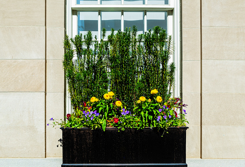 Window box full of flowers and evergreens, under an exterior glass window in a large light colored stone wall.