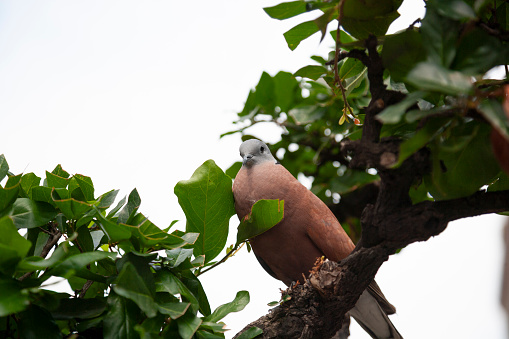 The red collared dove (Streptopelia tranquebarica), Bangkok, Thailand.  The red collared dove is also known as the red turtle dove, and is a small pigeon which is a resident breeding bird in the tropics of Asia.