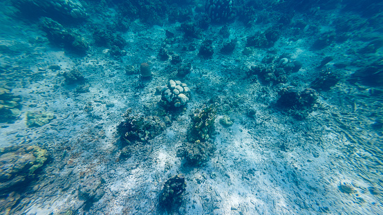 View of white coral, climate change problem