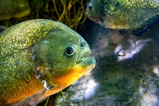 Portrait of a Red-bellied Piranha