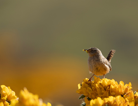 Grass Wren, Cistothorus platensis of the endemic subspecies falklandicus, with tail cocked and  grubs in its beak for its chicks, standing on introduced gorse on Carcass Island, Falkland Islands.