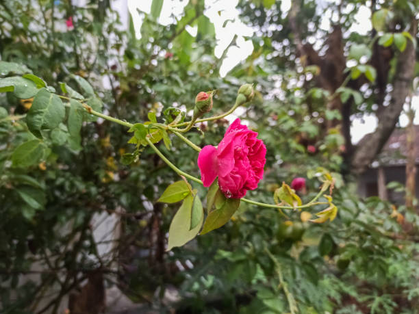 Experience the epitome of elegance with these stunning red roses showcasing their full glory. Each petal is a testament to the grace and allure of nature.
