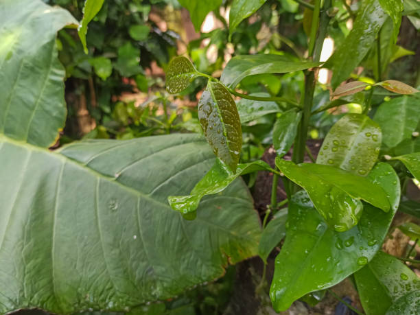 Step into the rain's embrace as Melinjo leaves are adorned with sparkling droplets, a testament to the beauty found in simple moments.