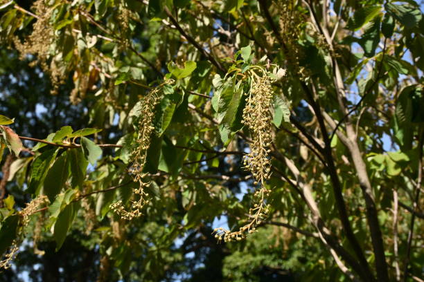 istock Clethra barbinervis ( Japanese clethra ) fruits. Clethraceae deciduous tree. 1719551299
