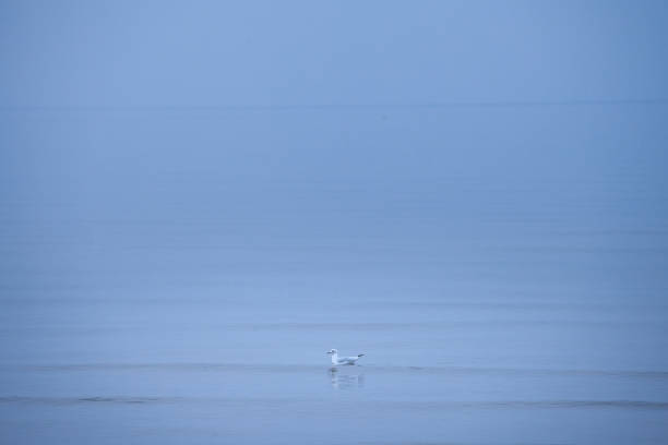 istock Selective blur on a Black headed gull on its winter plumage also called chroicocephalus ridibundus resting on the waters of Baltic sea in Garciems Latvia on a foggy afternoon. 1719576147