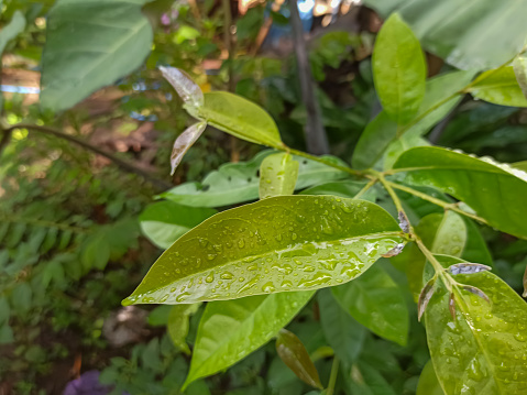 Discover the allure of liquid jewels as raindrops delicately adorn the vibrant Melinjo foliage, creating a mesmerizing spectacle.