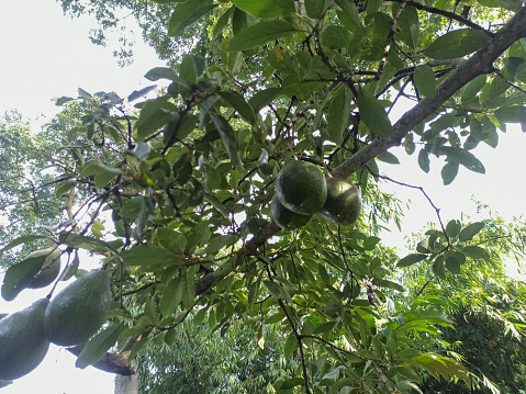 Delight in the sight of avocados on the vine, their unripe fruits dangling with the promise of future lusciousness. Nature's cycle of growth unfolds.