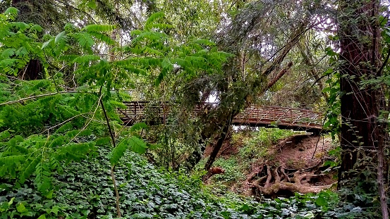 Majestic redwoods, dense green vegetation, and trees of moss give shelter to a stream of clear water that is connected by a pedestrian bridge that's located in the quiet simple town of Windsor California.