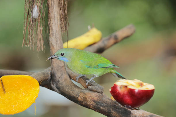 istock Close Up Of Bird Perching On Branch, Chaiyaphum, 1719609720
