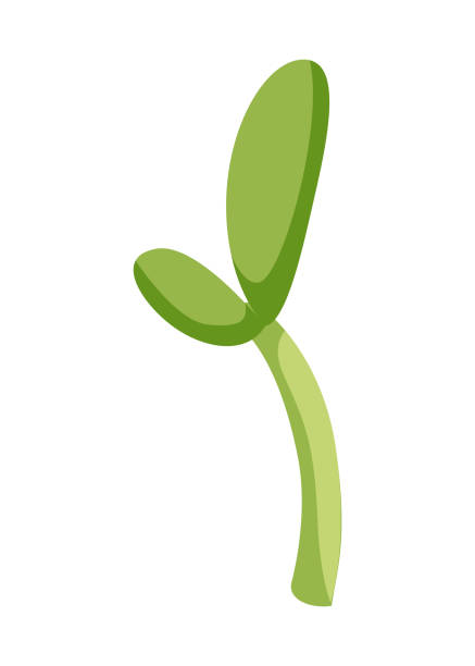 ilustraciones, imágenes clip art, dibujos animados e iconos de stock de etapa de crecimiento del girasol, brote pequeño. desarrollo de plantas agrícolas. fase de progresión de la animación de cosecha - growth development sunflower progress