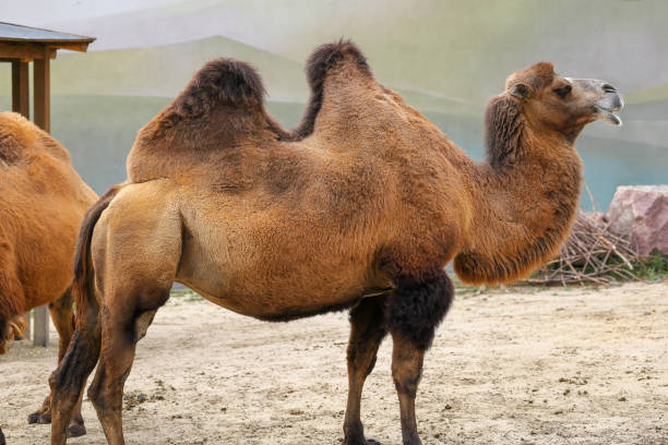 Bactrian camel in the city zoo.