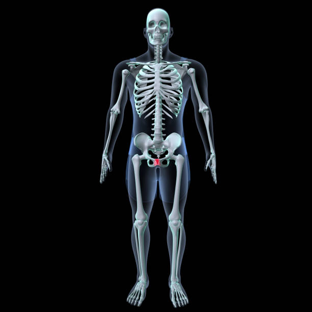 Digital medical illustration: Human pelvis rotated in 5 steps. 