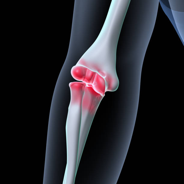 istock male  skeleton hand joints ,knee bone spine anatomy system. 3d illustration 1719647552
