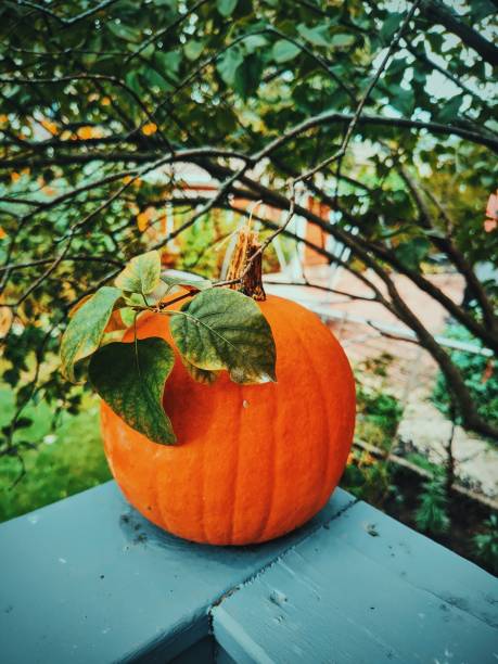 Pumpkin Spice Close Up stock photo