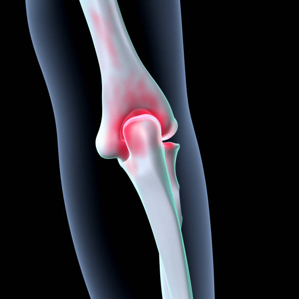 istock male  skeleton hand joints ,knee bone spine anatomy system. 3d illustration 1719656133
