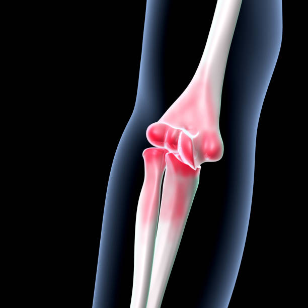 istock male  skeleton hand joints ,knee bone spine anatomy system. 3d illustration 1719657707