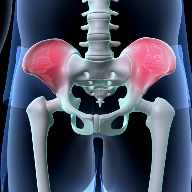 istock male  skeleton hand joints ,knee bone spine anatomy system. 3d illustration 1719658766
