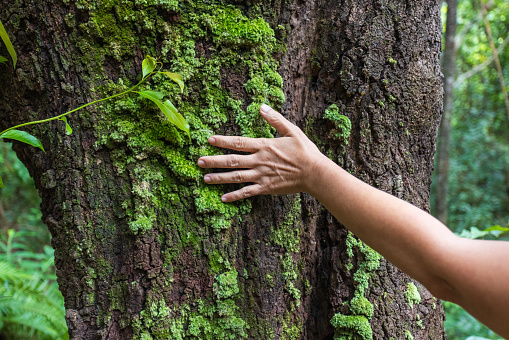 Female hand touching touching tree trunk in tropical forest