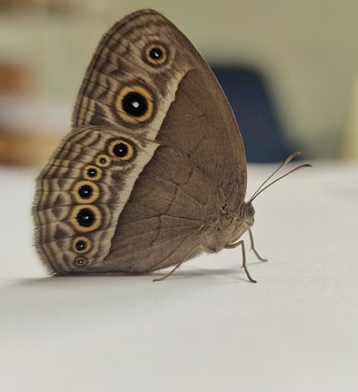 Butterfly in the office