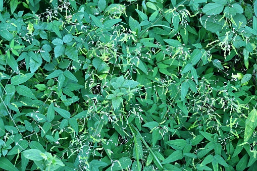 Panicled tick trefoil ( Desmodium paniculatum ) legumes. Fabaceae perennial plants. This legume is prickly seeds.