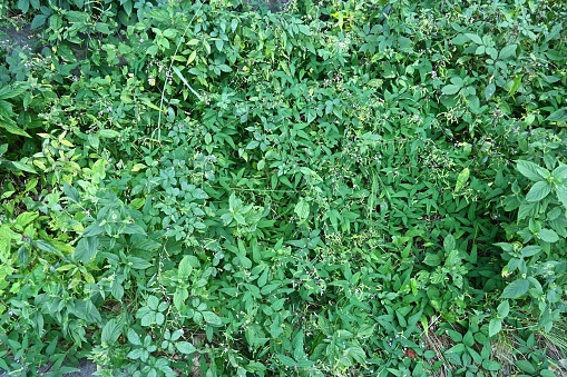 Panicled tick trefoil ( Desmodium paniculatum ) legumes. Fabaceae perennial plants. This legume is prickly seeds.
