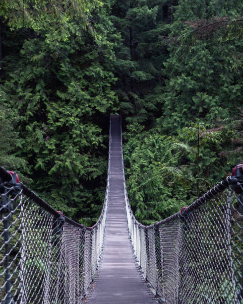 istock A suspension bridge in the forest 1719683838