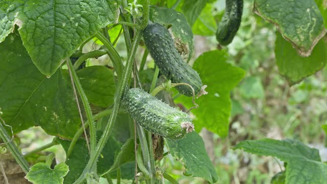 Close-up of little green thorny gherkins or Cucumis anguria on a plant