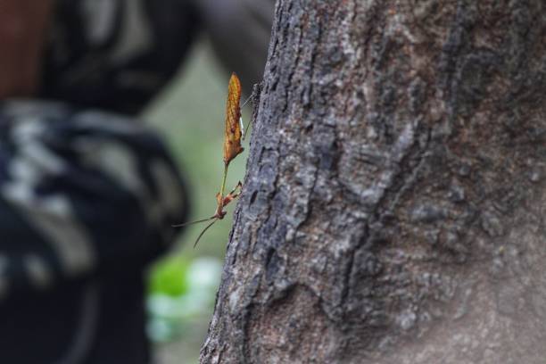 istock Empusa pennata sitting on tree 1719695836