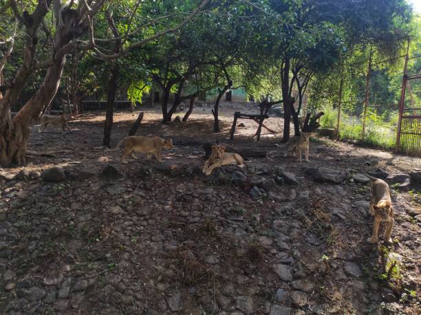 istock Group of lioness staring at camera 1719697497