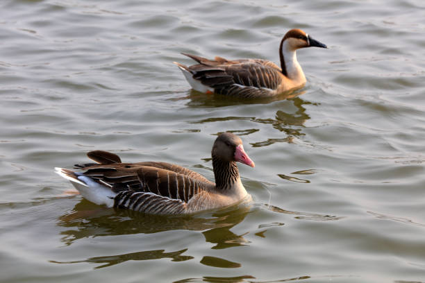 Grey geese swim in park water, China