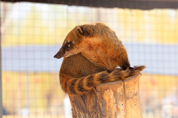 Raccoon resting in a park cage, China