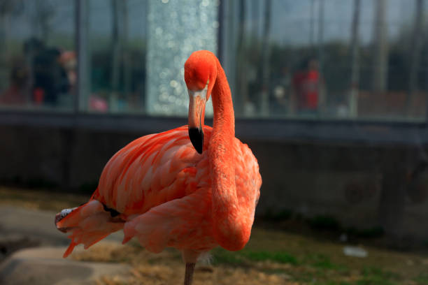 Flamingos play in park cages, China
