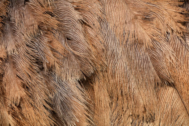 Ostrich feather close up, China