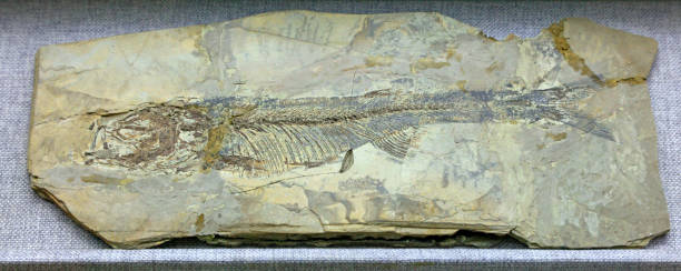 istock Ancient fish fossils are on a rock 1719706018