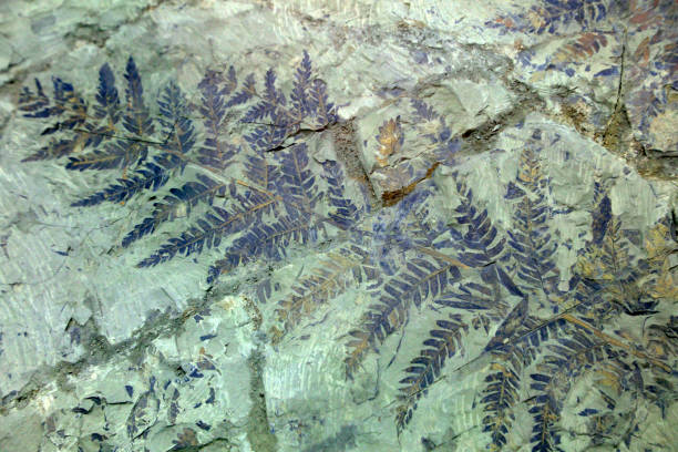istock Ancient plant fossils are on a rock 1719706019