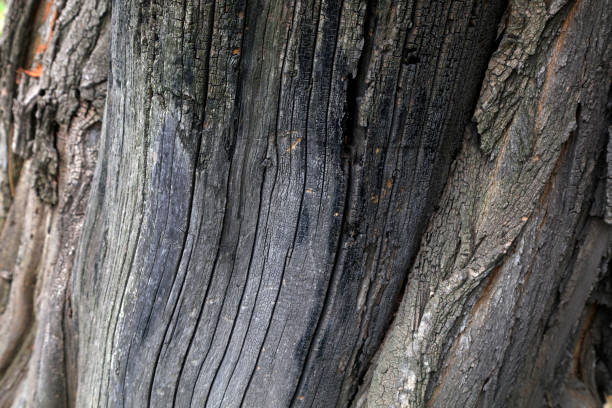 The bark texture of the old Sophora tree