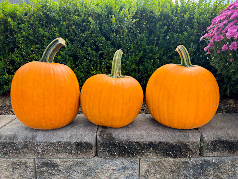 Pumpkins side by side on top of a wall