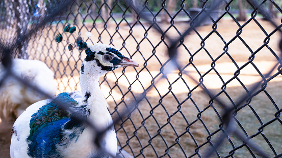 Elegant peacock in a cage at the zoo with bright eyes