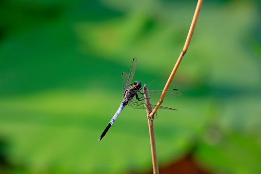 White tailed gray Dragonfly
