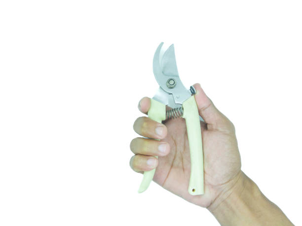 istock right hand holding plant scissors on a white background 1719852293