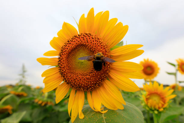 Sunflowers on a farm, China