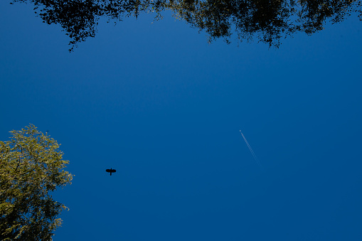 July 9, 2023: Looking straight up towards a completely blue sky a beautiful plane leaving a trail and a single bird are both mastering the art of flying.  A few trees can be seen at the top and left edges of the frame. A quite artistic shot