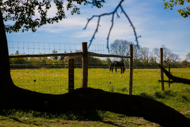 um belo tiro com um cavalo preto pastando em um campo de dente-de-leão cercado por uma cerca de madeira. em primeiro plano, ramos em silhueta emoldurando o cavalo; - field flower danish culture sunlight - fotografias e filmes do acervo