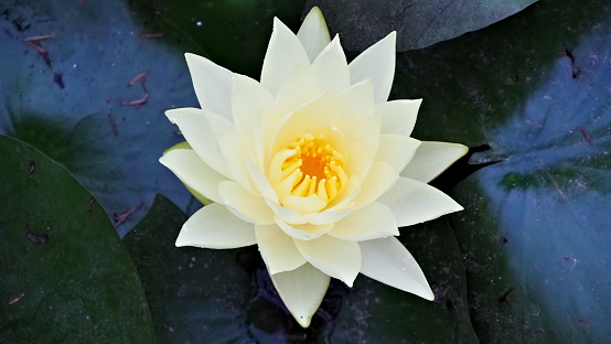 Here we see a yellow water lily.