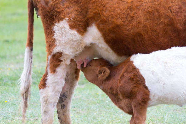 istock The cow feeds milk to the bull 1719878893