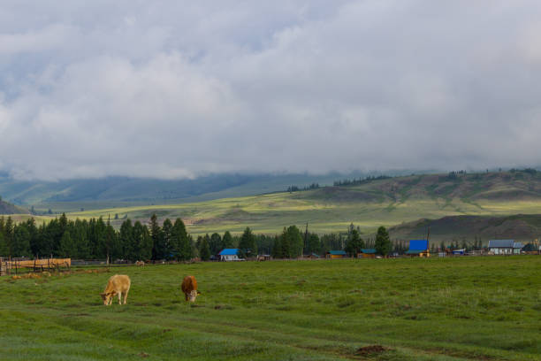 istock cow eating grass in the meadow 1719879935