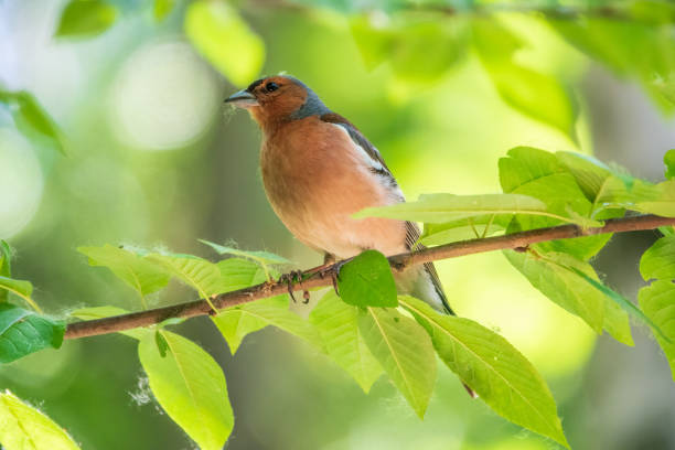 istock Common chaffinch, Fringilla coelebs, sits on a branch in spring on green background. Common chaffinch in wildlife. 1719880479